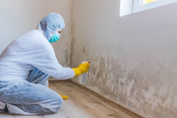 Licensed Basement Mold Remediation service in Mercersburg, PA - WQB Mold Removal